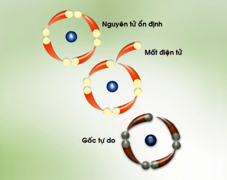 Gốc tự do có thể gây tổn thương đến các tế bào trong cơ thể con người